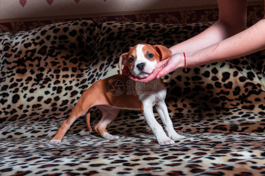 美籍斯塔福德郡的泰瑞力Terrier美国Stafford图片