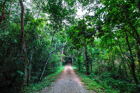 热带绿树森林自然景观中的乡村道路径图片
