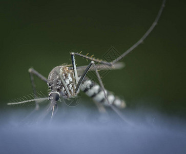 人类吸血蚊子图片