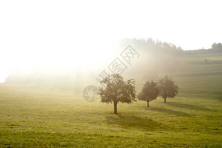 日出时在绿色田野上雾中的树木图片