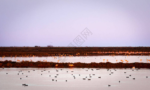 EbroDelta自然公园的Flamingos群非洲鸟类图片