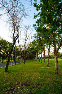 绿色城市公共园有草地自然景图片