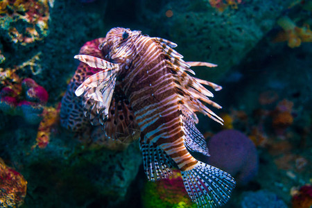 深海水中带有珊瑚礁的水族馆的图片