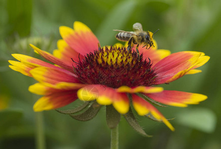 收集花园中黄花粉和红火轮花粉的蜂蜜养蜂小图片