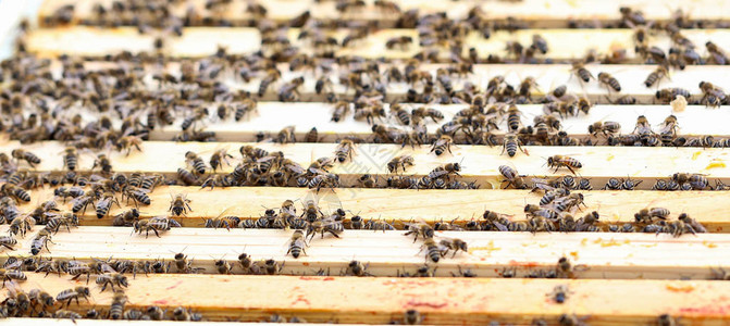 养蜂员与蜜蜂一起图片