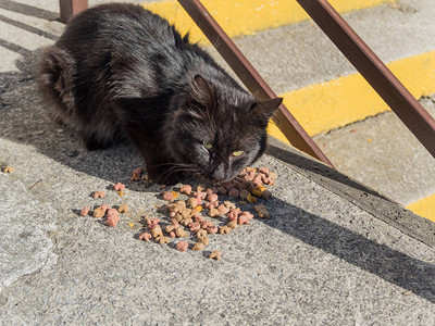 黑毛茸的猫从地上吃食物图片