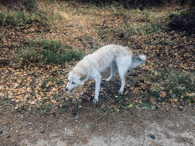 在秋林中行走的狗种西伯利图片
