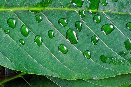 水滴中的绿叶特写图片