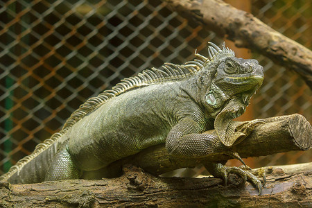 动物园树枝上的蜥蜴让观光客看一蜥蜴作为图片