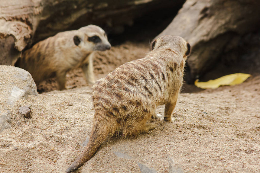 Meerkat的体积很小图片