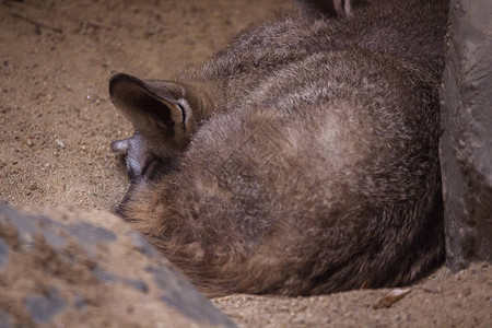 蝙蝠熊狐狸睡得像小狐图片