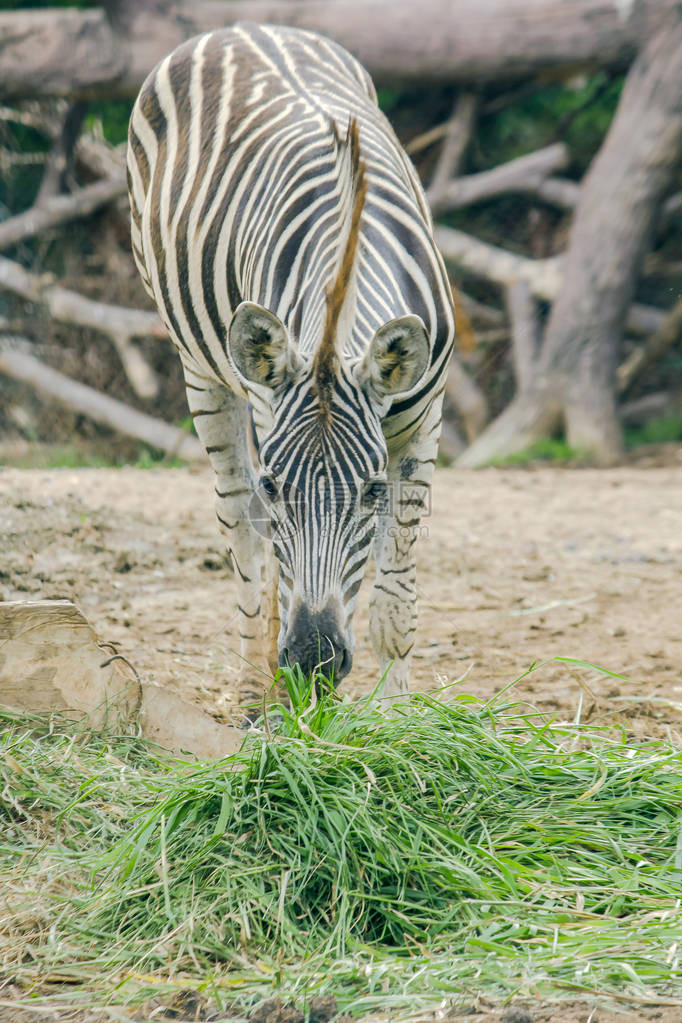 动物园里的ZEBRA吃草斑马被归图片