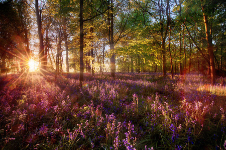 野生紫色花朵覆盖森林地貌的林地图片