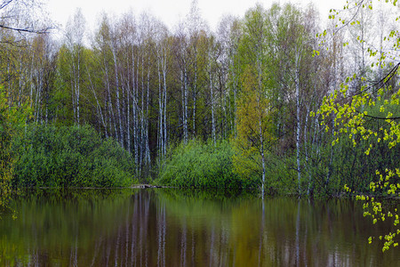 风景在高水位期间被淹没的春天森林图片