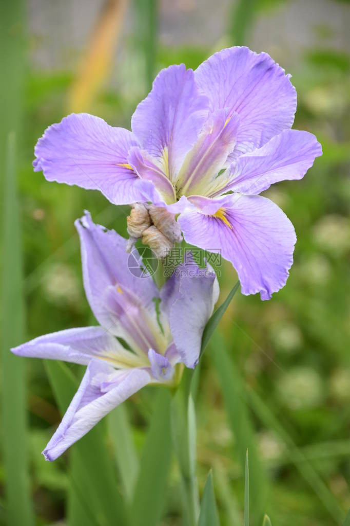 春天的紫花图片