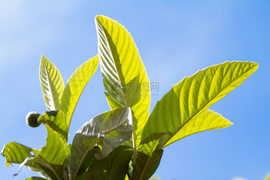 在蓝天背景的梅德拉树背光下叶子图片
