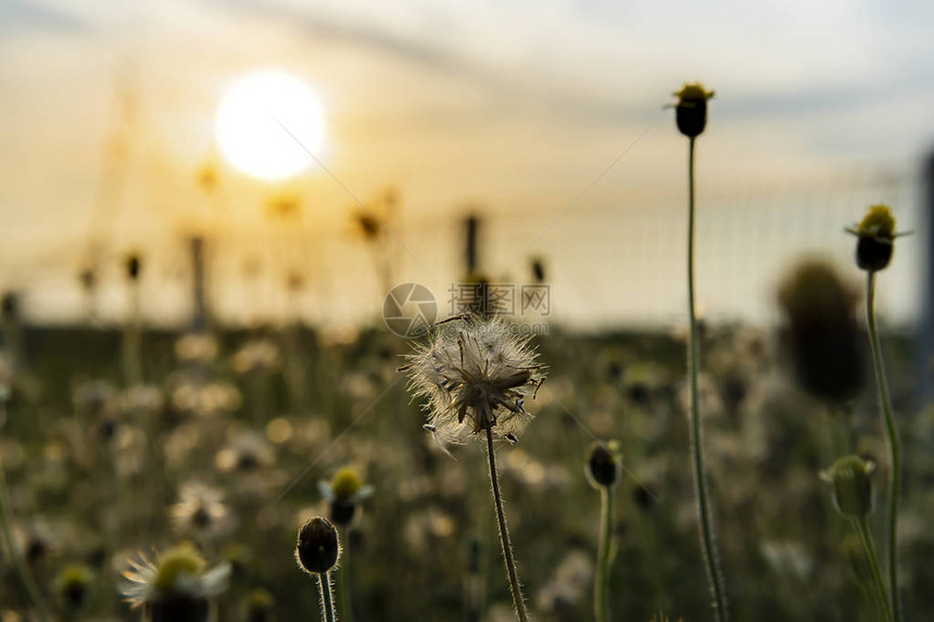 软体聚焦于花椰子扣的种子或有阳光的墨西哥菊花科学名称为Tridaxprocu图片