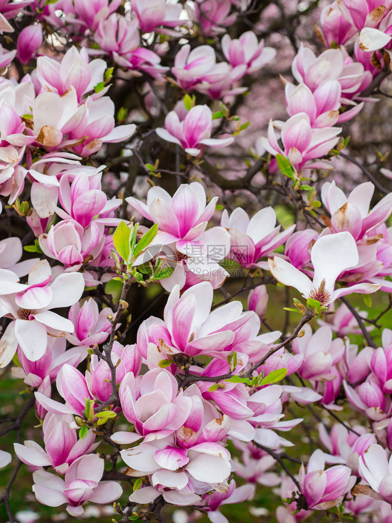 春天的玉兰树上开着美丽的紫玉兰花图片