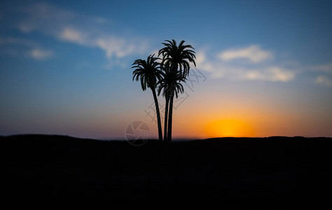 在日落天空自然背景的热带棕榈椰子树日落时在海滩上剪影椰子树图片