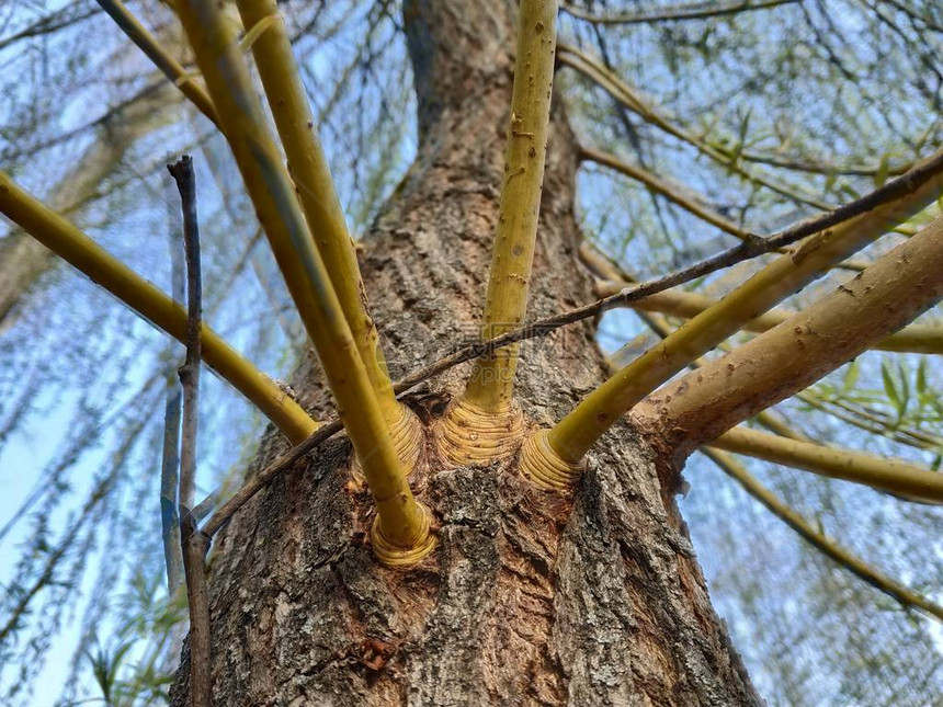 柳树干和树枝向上看枯黄的垂枝幼苗绿叶茎早春植物群背景自然植物学和蓝天组成图片