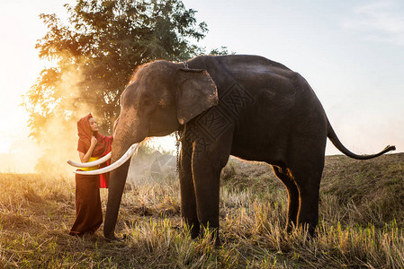 泰国亚洲乡村的大象和漂亮女孩图片