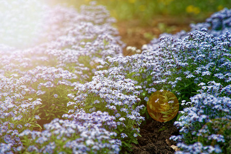 草丛上的蓝色小花朵图片