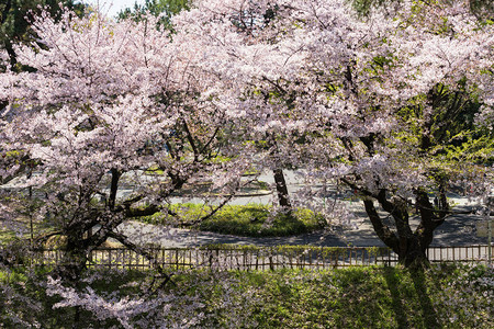 日本中部名古屋城堡周围盛开着白樱花或樱花的春天花园四月期间著名的旅游图片