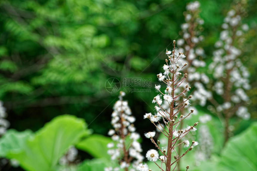 盛开的栗树春天的花朵季节花卉背景图片