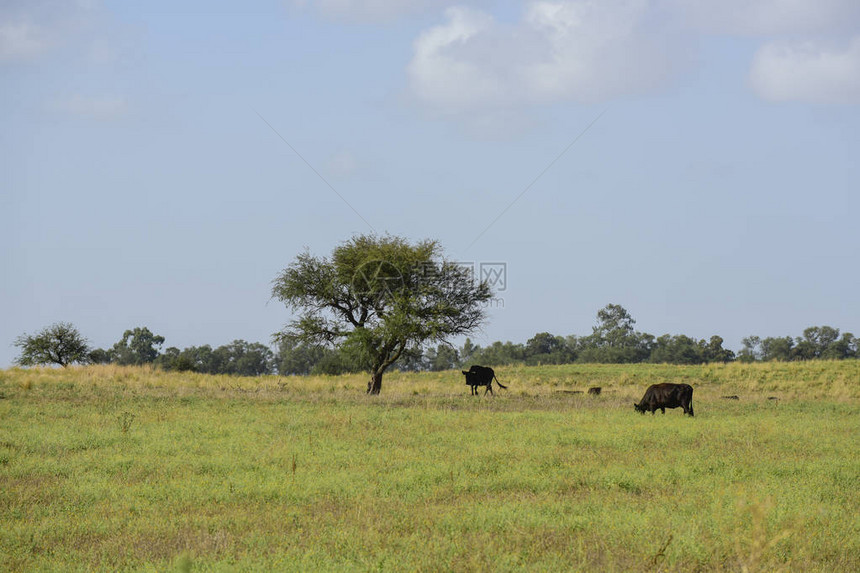 用天然草饲养的公牛和小母牛图片