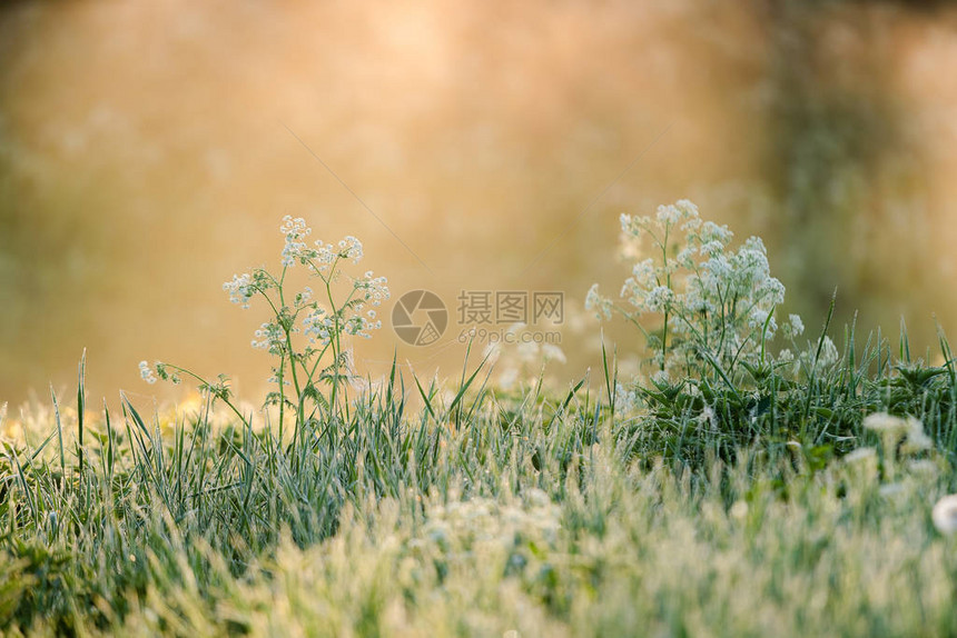 金色的晨光和背景中的雾在草背上开着白图片