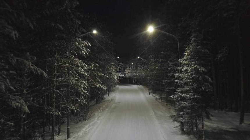 夜间在冬季松树林中寻找雪路图片