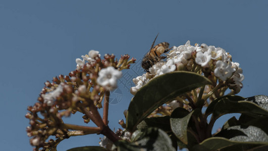 夏季蜜蜂授粉花图片