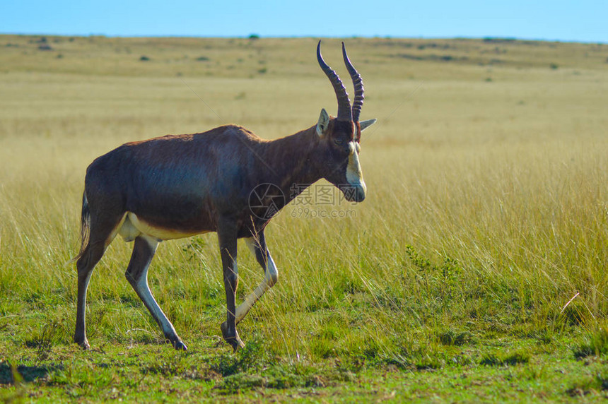 约翰内斯堡自然保护区中常见的TsessebeDamaliscuslu图片