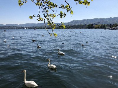 瑞士苏黎世市的苏黎世湖或DerZuerichsee或Zur图片