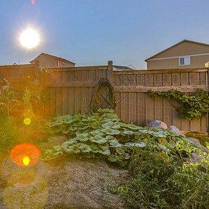 日光后院被木制栅栏围住图片