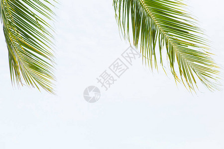 可椰子树的绿叶图片