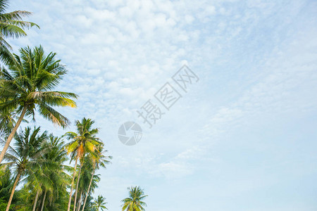 椰子棕榈树美丽的热带图片