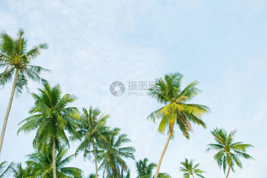 椰子棕榈树美丽的热带图片