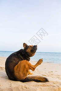 一条狗在沙滩上抓伤了自己图片