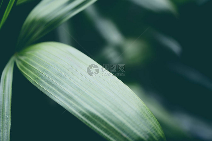 热带植物在丛林树叶背景中关闭绿叶图片