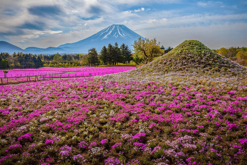 富士山芝樱祭图片