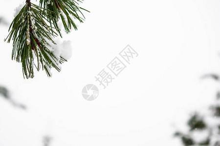 雪下的松枝冬季森林图片