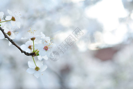 白色春天的花朵靠在花墙上图片