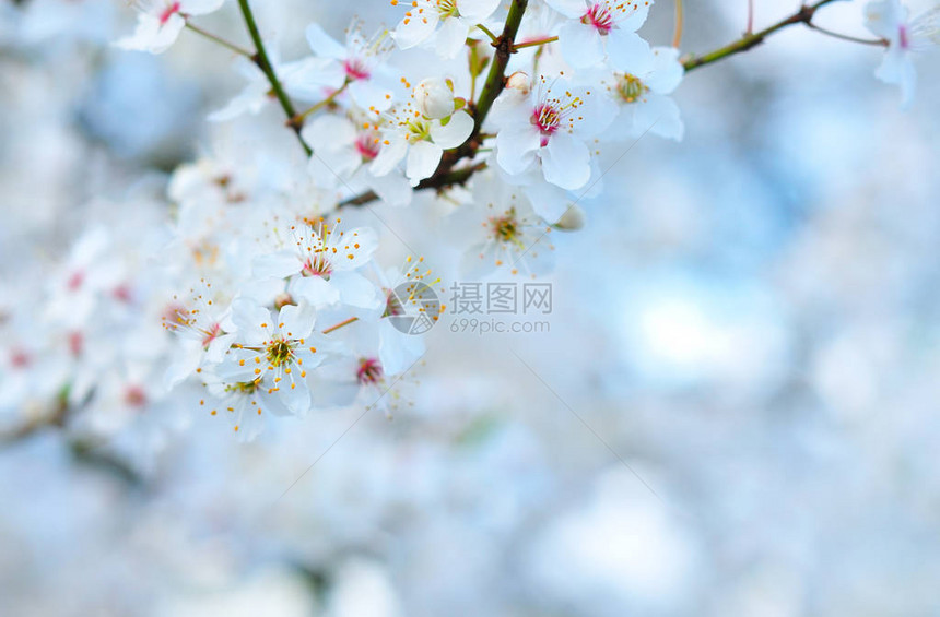 白色春天的花朵靠在花墙上图片