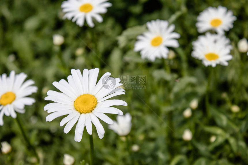 青草地上的黛西花朵图片