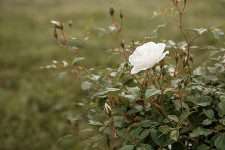 白色精细的玫瑰闭合有选择地聚焦图片