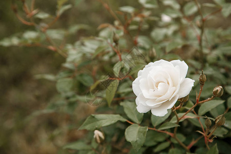 白色精细的玫瑰闭合有选择地聚焦背景图片
