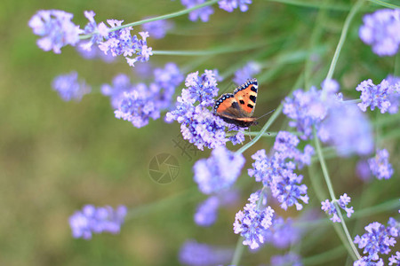 夏季蝴蝶孔雀眼睛细柔紫图片