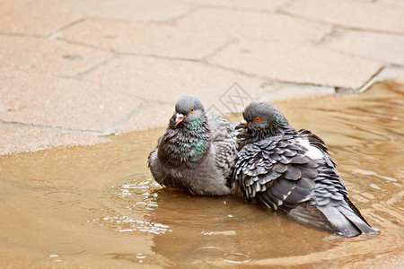 两对灰鸽在街上游水坑里图片