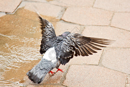 灰鸽在街上的一个水坑里游泳鸟儿在雨中用图片